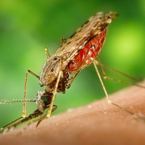 18 августа – Семинар «Актуальные вопросы лабораторной диагностики малярии и бабезиозов»