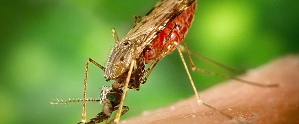 18 августа – Семинар «Актуальные вопросы лабораторной диагностики малярии и бабезиозов»